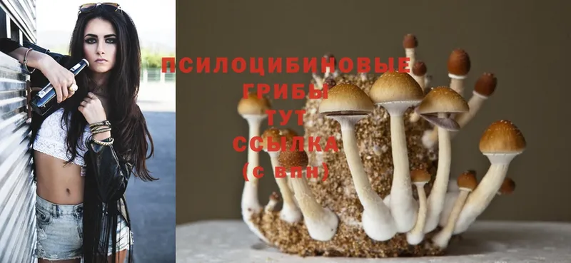 omg ссылки  Горнозаводск  Псилоцибиновые грибы Psilocybine cubensis 